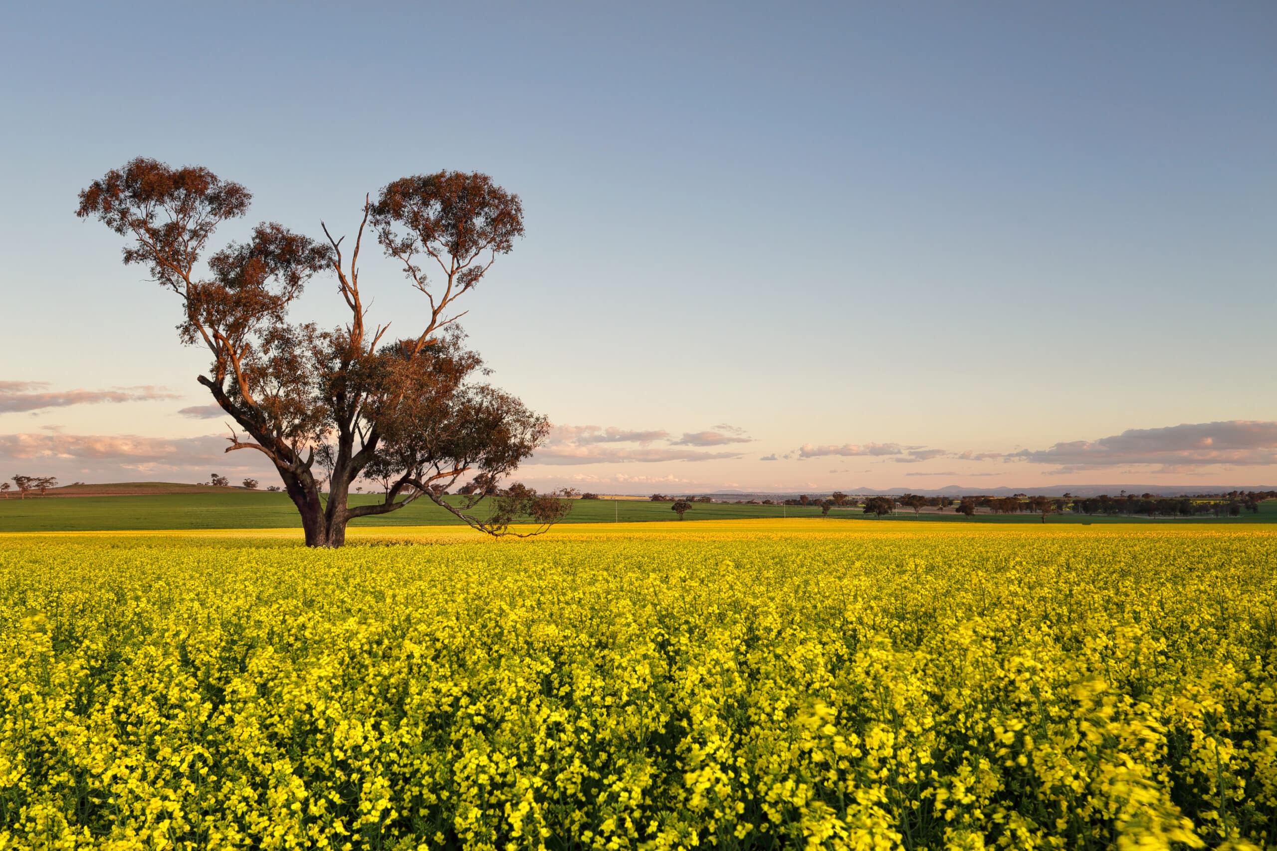 Golden flowering canola field at dusk. Focus to tree trunk.